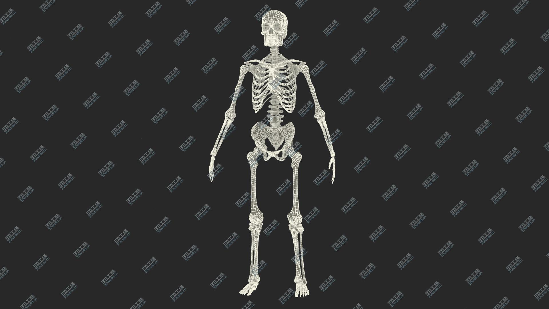 images/goods_img/202104022/Male Skeleton Full Body 3D/4.jpg